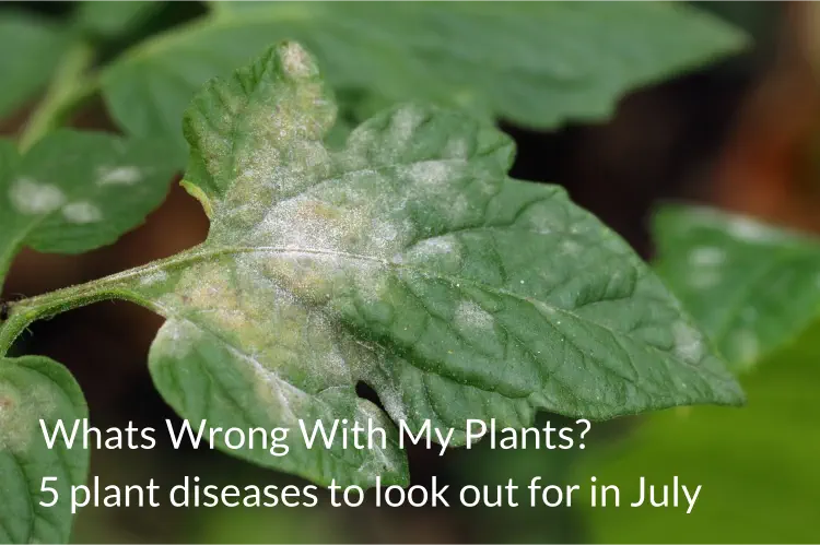 Whats Wrong With My Plants? - 5 plant diseases to look out for in July